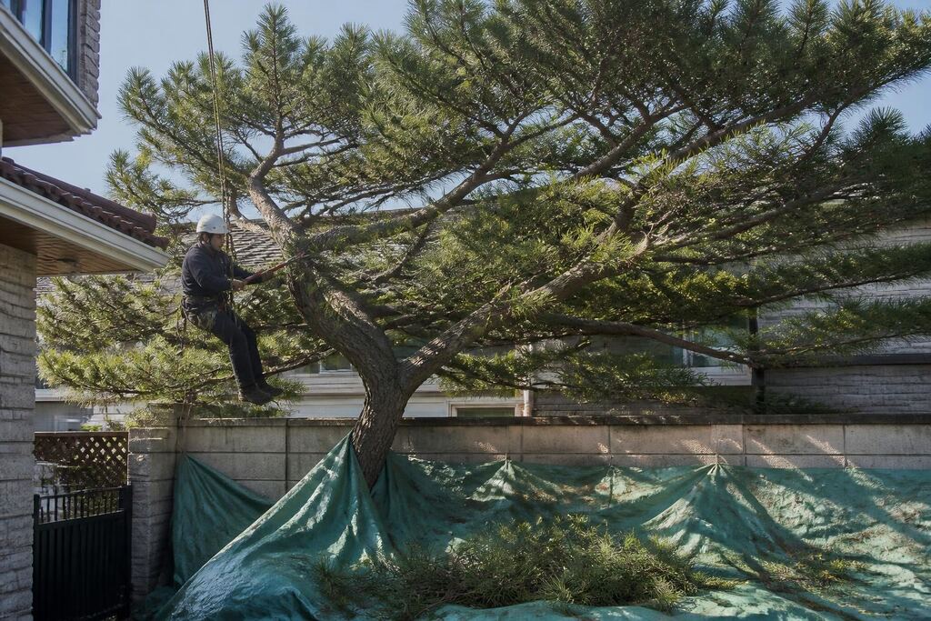 서울 강북구 나무 전지·전정 작업 범위와 현장 조건 이미지
