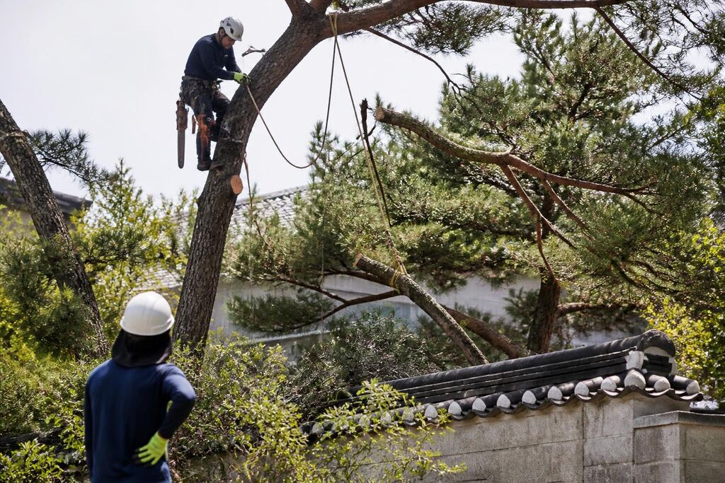 서울 노원구 나무 전지·전정 작업 범위와 현장 조건 이미지