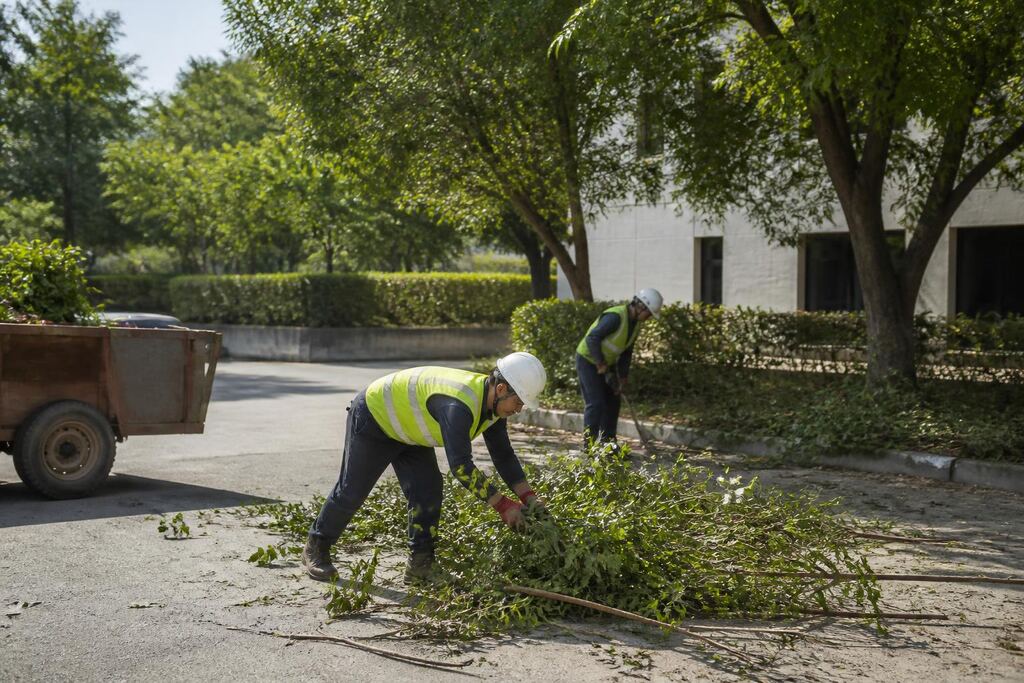 서울 양천구 나무 전지·전정 비용과 업체 비교 정보 이미지