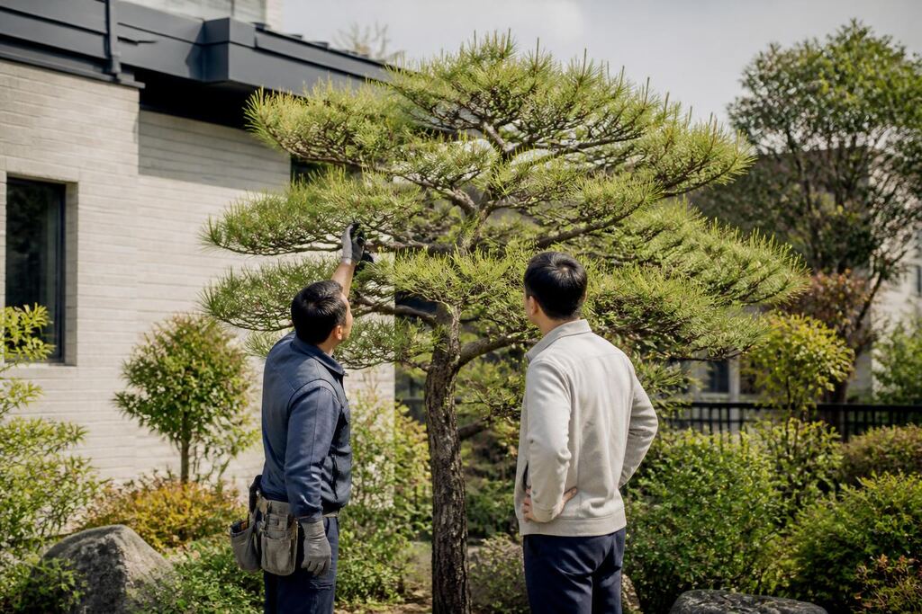서울 강남구 나무 전지·전정 이미지