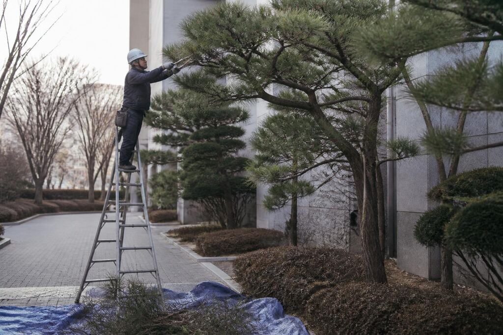 서울 강남구 나무 전지·전정 작업 범위와 현장 조건 이미지