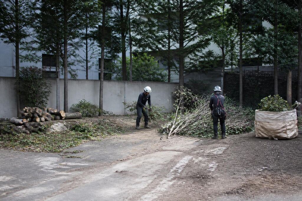 서울 성동구 나무 제거·벌목 비용과 업체 비교 정보 이미지