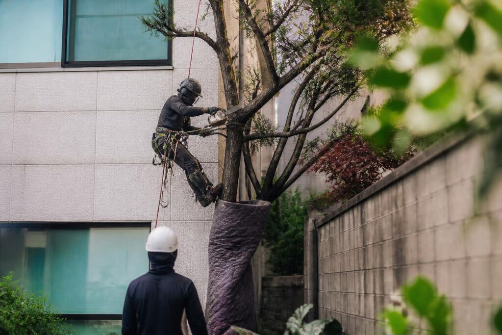 서울 금천구 나무 제거·벌목 작업 범위와 현장 조건 이미지