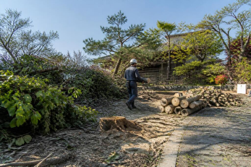 서울 관악구 나무 제거·벌목 비용과 업체 비교 정보 이미지
