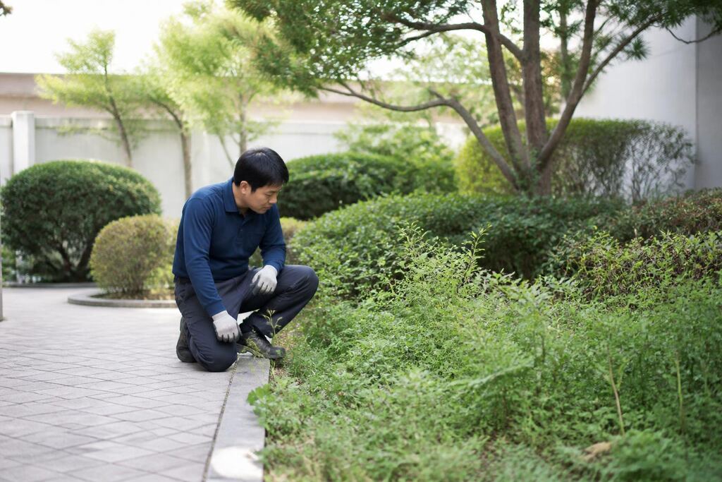 서울 영등포구 잡초 제거 이미지