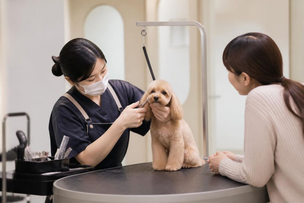 서울 노원구 반려동물 미용 이미지
