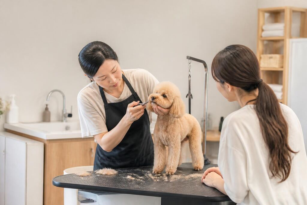 서울 강서구 반려동물 미용 이미지
