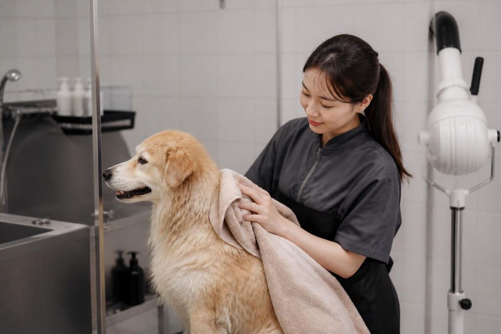 서울 강서구 반려동물 미용 비용과 업체 비교 정보 이미지