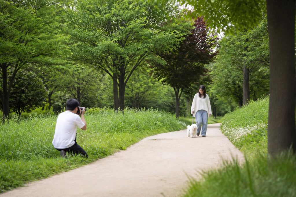 서울 은평구 반려동물 촬영 비용과 업체 비교 정보 이미지