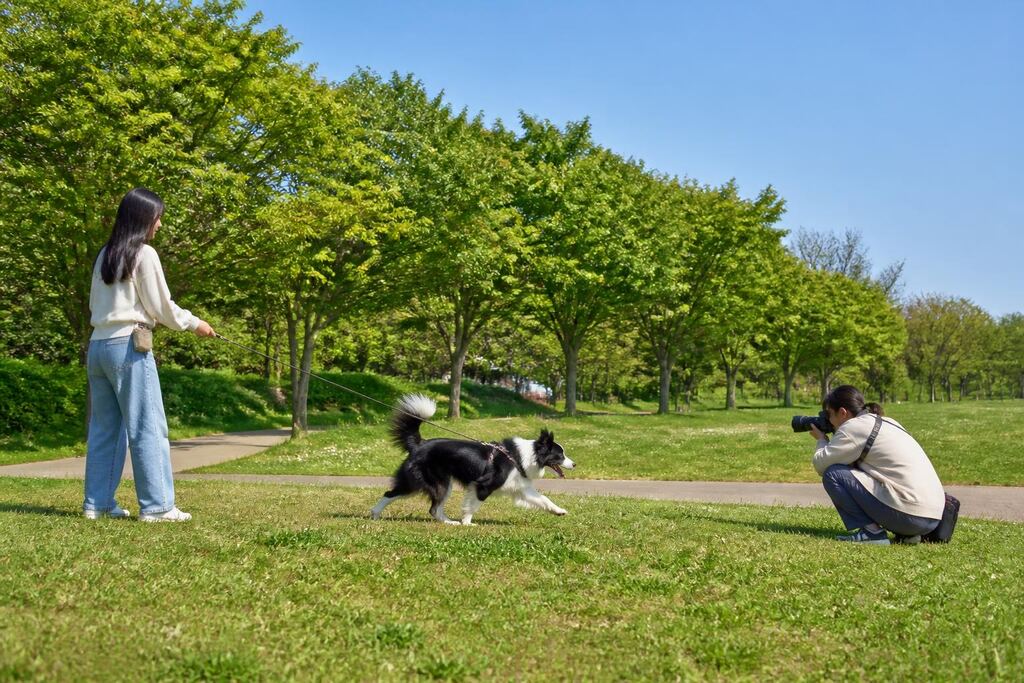 서울 양천구 반려동물 촬영 비용과 업체 비교 정보 이미지