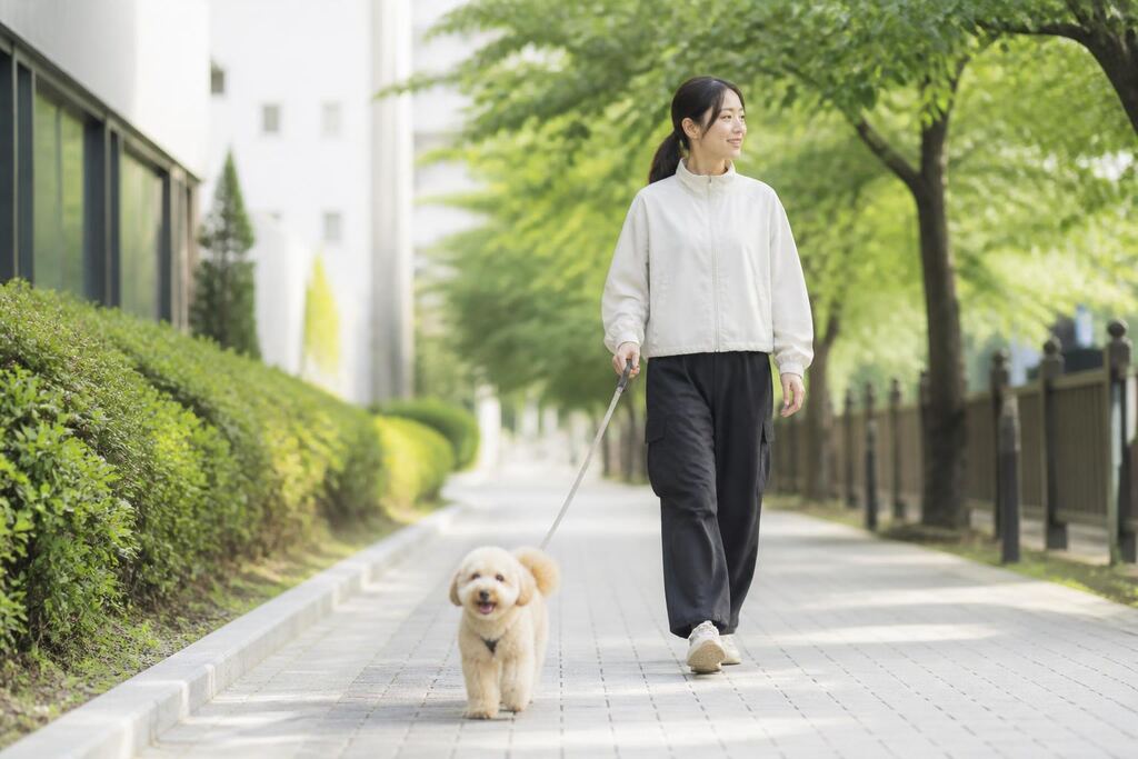 서울 중랑구 산책·돌봄 작업 범위와 현장 조건 이미지