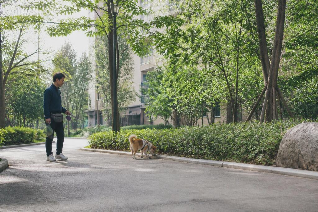 서울 성북구 산책·돌봄 비용과 업체 비교 정보 이미지