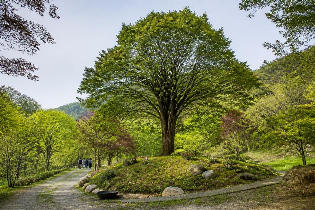 서울 마포구 수목장 이미지