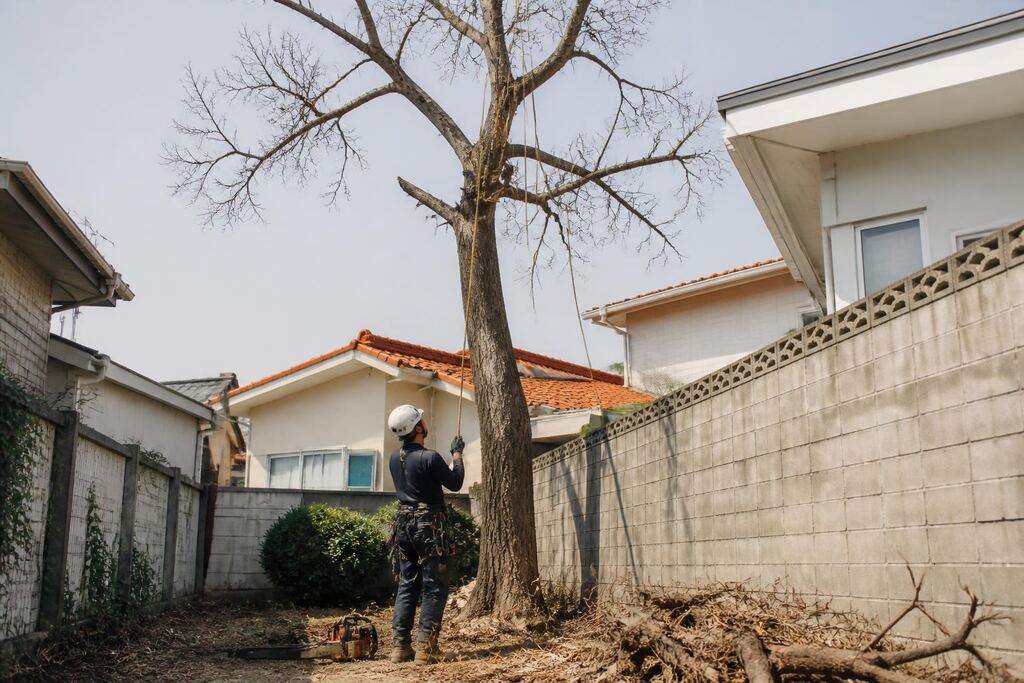 고사목 제거 서비스 대표 이미지