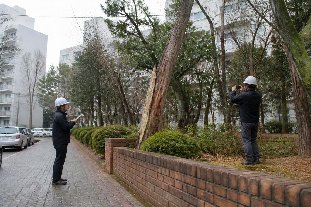 고사목 제거 서비스 작업 범위와 현장 조건 이미지