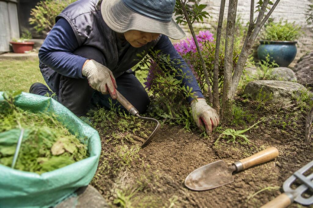 잡초 제거 서비스 작업 범위와 현장 조건 이미지